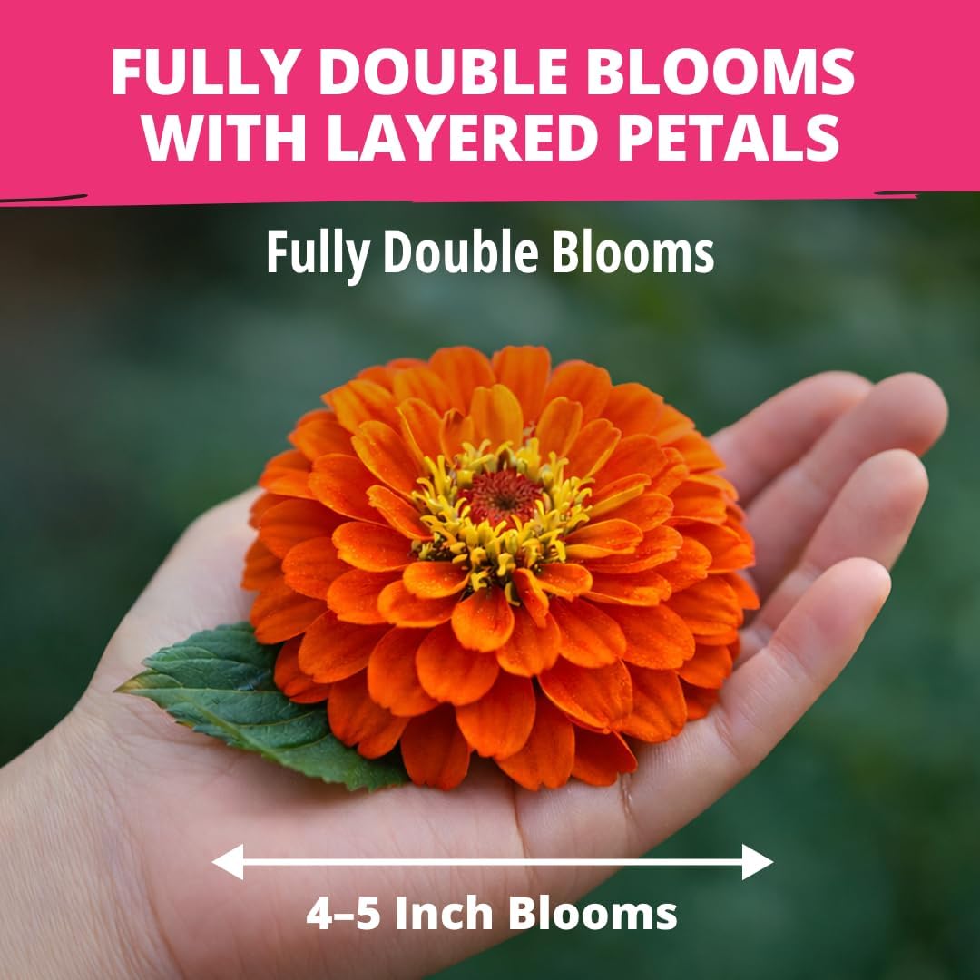 HOME GROWN Zinnia Dahlia Seeds Pack for 2026 Non GMO 524 Flower Seeds | Vibrant Zinnia Elegans for Pollinator Gardens, Borders & Containers | Easy-to-Grow Outdoor Blooms