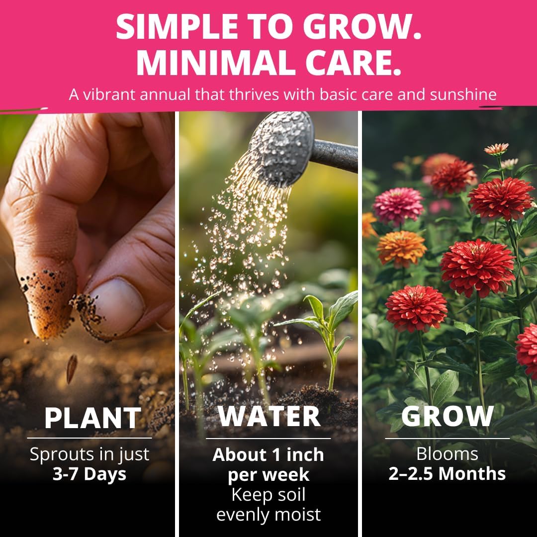 HOME GROWN Zinnia Dahlia Seeds Pack for 2026 Non GMO 524 Flower Seeds | Vibrant Zinnia Elegans for Pollinator Gardens, Borders & Containers | Easy-to-Grow Outdoor Blooms