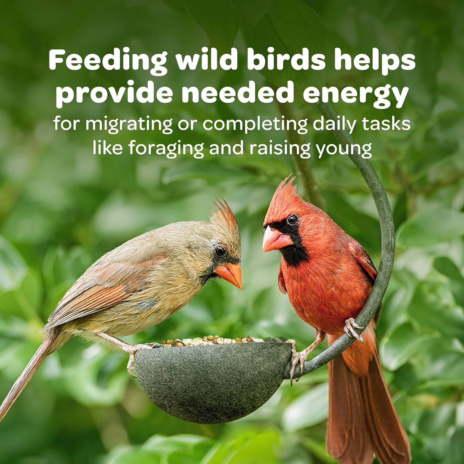 Kaytee All American Wild Bird Food Seed Blend for Cardinals, Blue Jays, Finches & Other Outdoor Wild Birds, 5 Pounds
